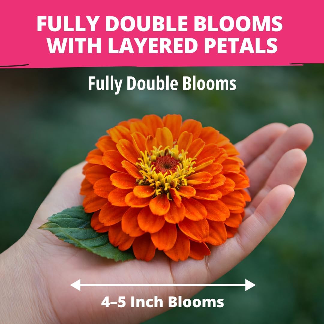 HOME GROWN Zinnia Dahlia Seeds