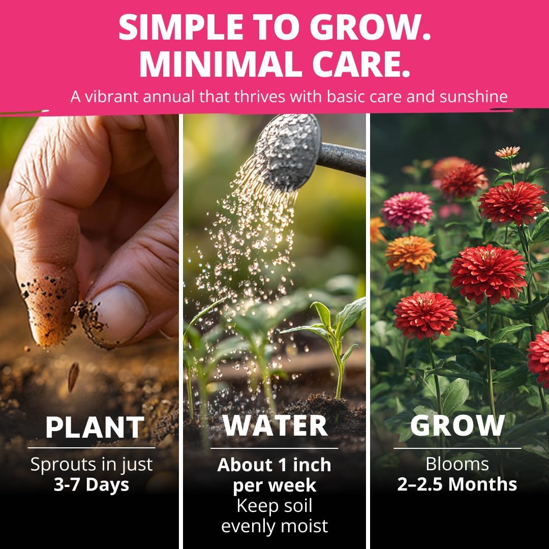 HOME GROWN Zinnia Dahlia Seeds