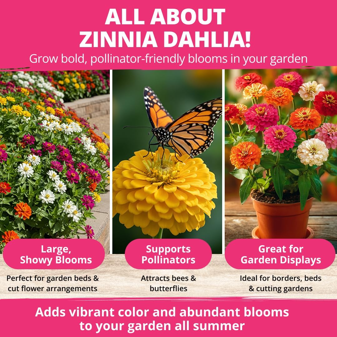 HOME GROWN Zinnia Dahlia Seeds