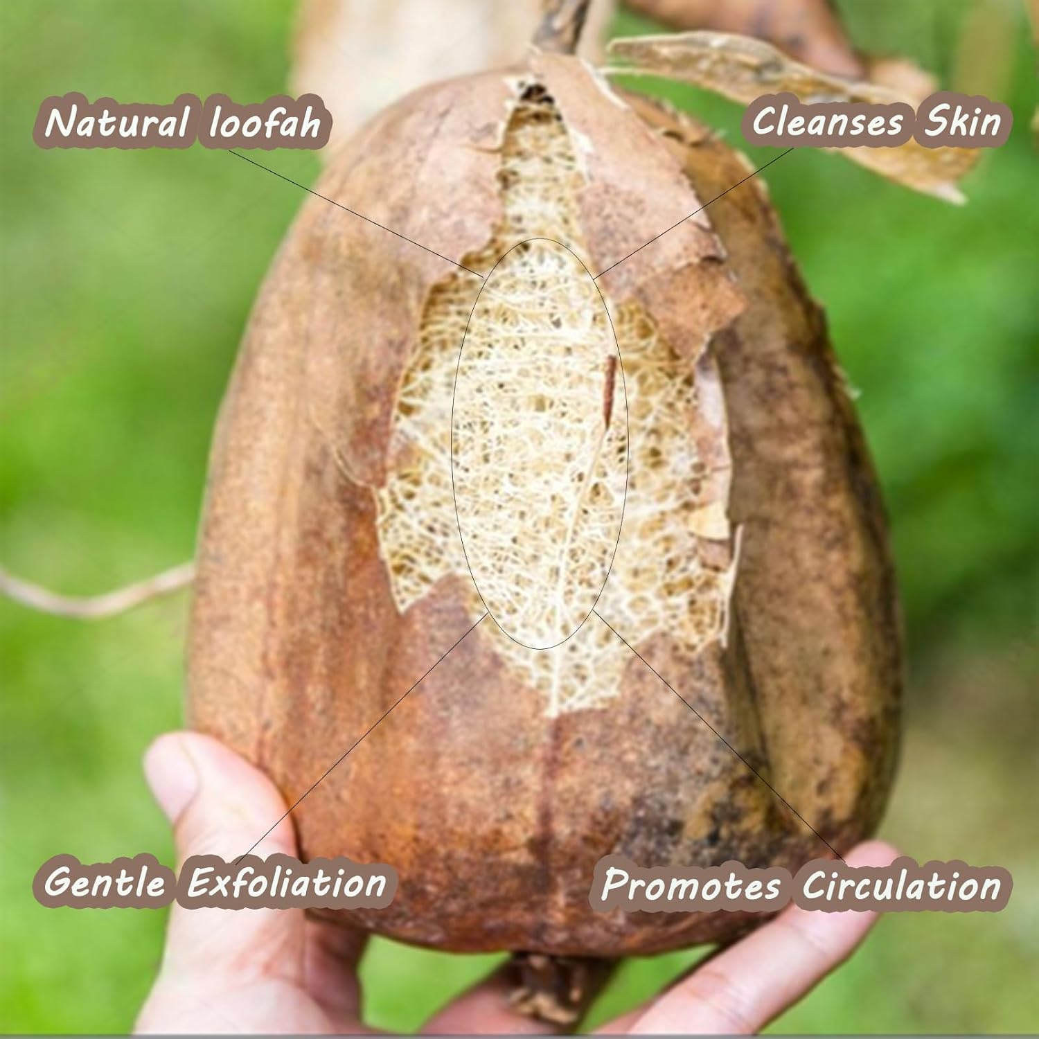 Natural Loofah Back Scrubber